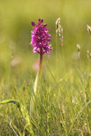 06-4805 Backlit Early Purple Orchid (Orchis mascula)